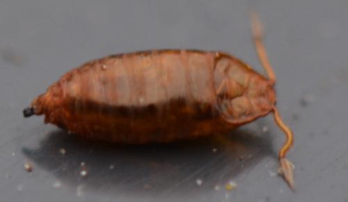 Drosophila immigrans